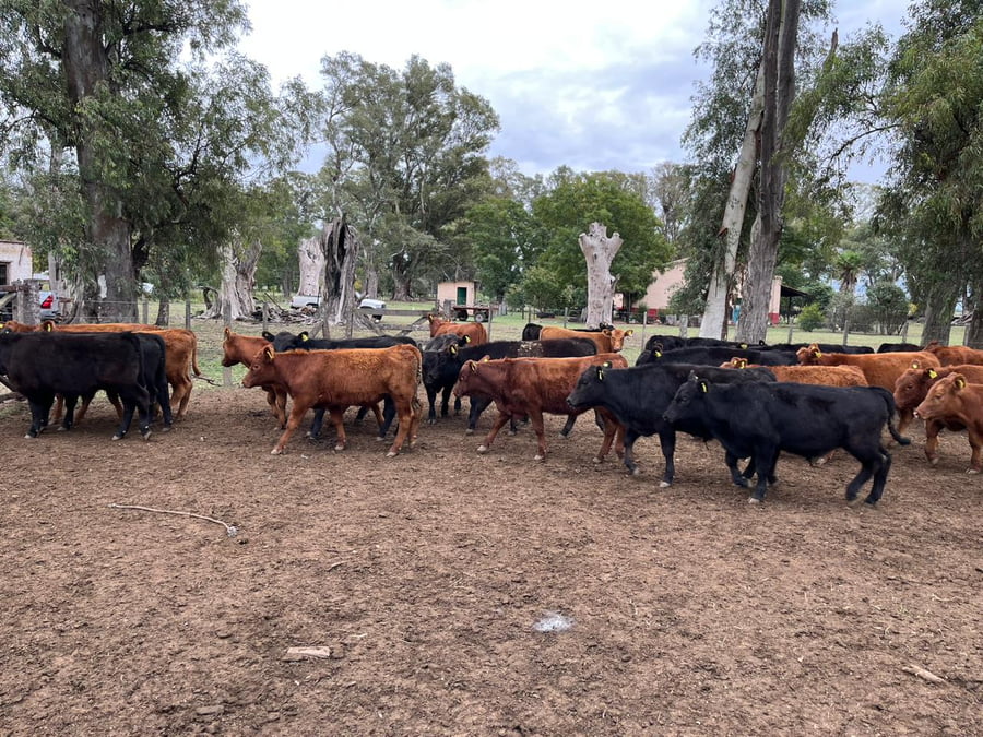 Lote 75 TERN. MACHOS, NAVARRO, BS. AS.