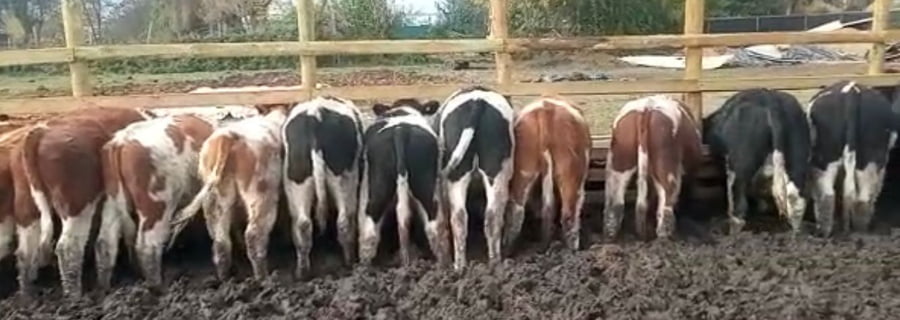 Lote 59 Novillo Engorda en Doñihue, VI  Región O'Higgins