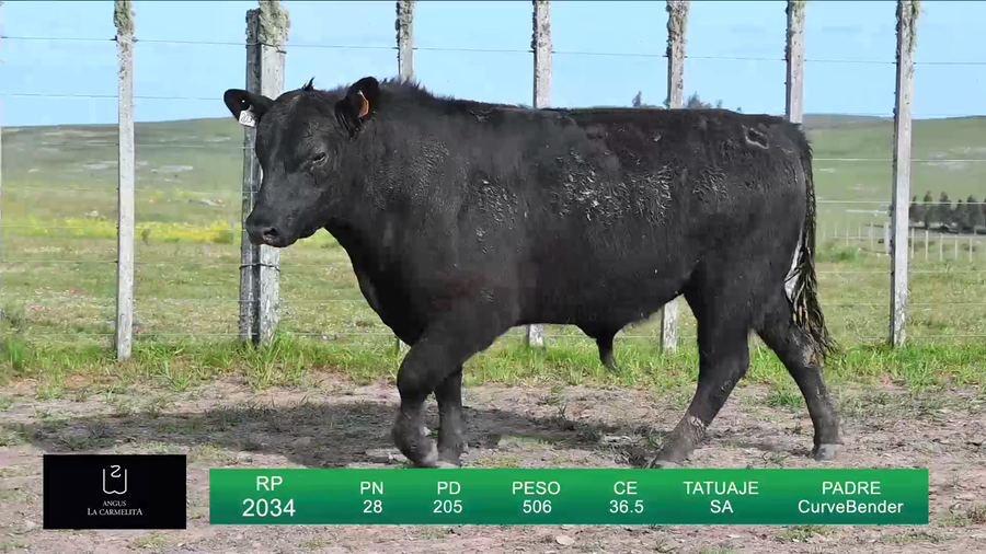 Lote TOROS LA CARMELITA