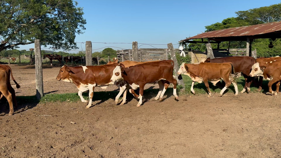 Lote 120 Terneros