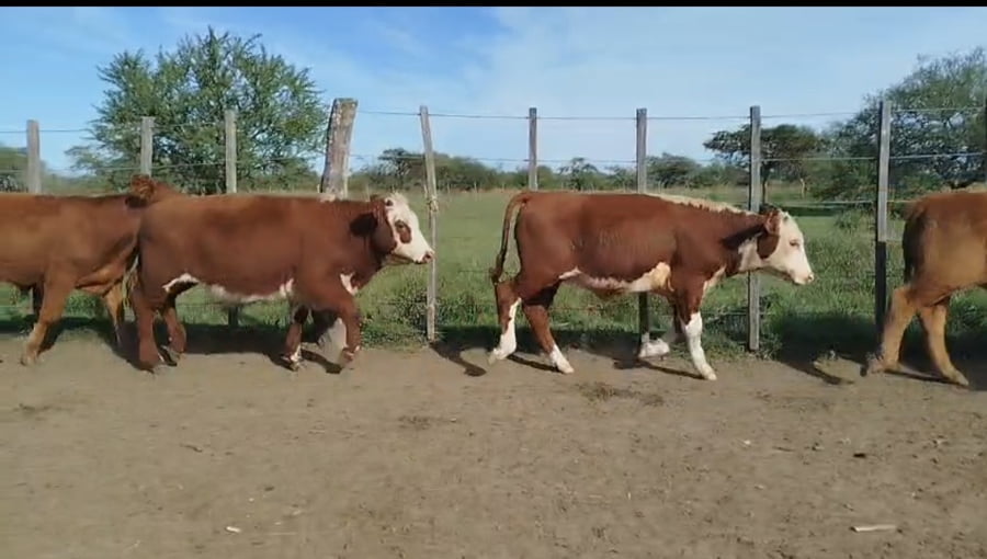 Lote 75 Terneros en Corrientes, Curuzú-Cuatiá