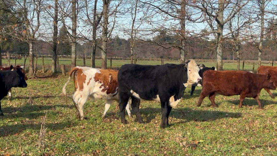 Lote 40 Vaquilla Engorda en Puyehue, X Región Los Lagos