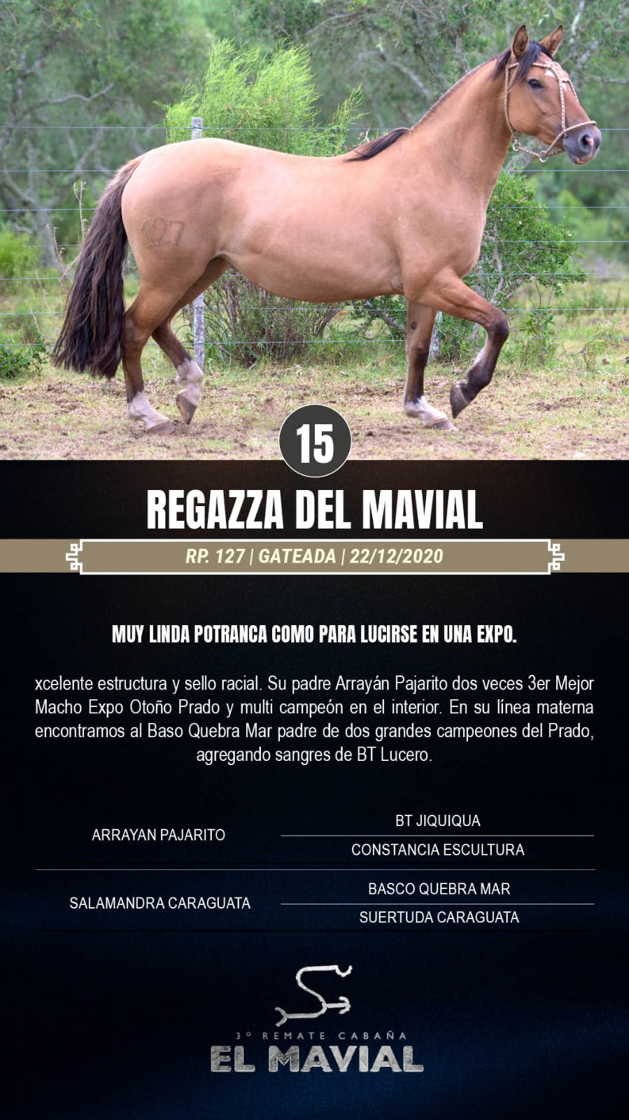 Lote Regazza del Mavial