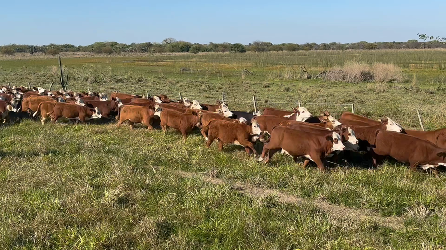 Lote 110 Terneras