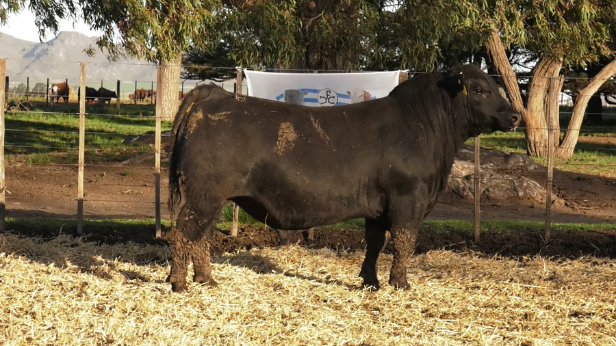 Lote TOROS PUROS CONTROLADOS