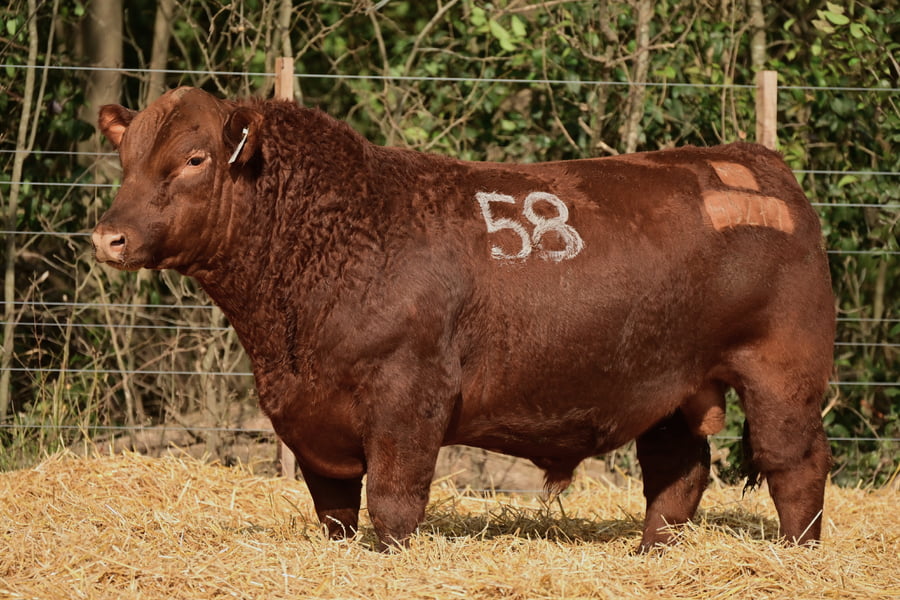 Lote TOROS ANGUS PC