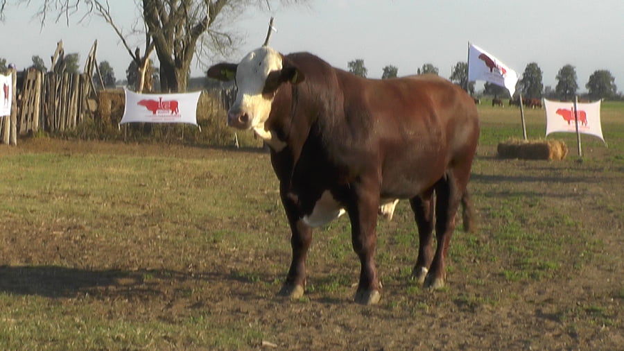 Lote TORO BRAFORD