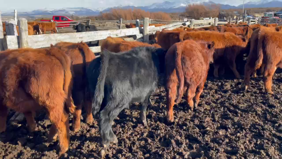 Lote 40 Ternero en Coyhaique, XI Región Aysén