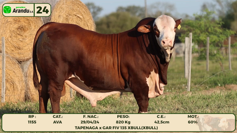 Lote LOTE 24
