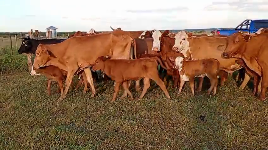 Lote 88 Vacas Preñadas y Paridas en Corrientes, Santo Tomé