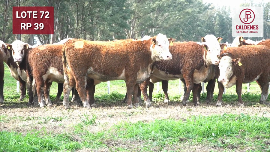 Lote VAQUILLONAS PR Y RG PREÑADAS PARICIÓN OTOÑO (INSEMINACION ARTIFICIAL)
