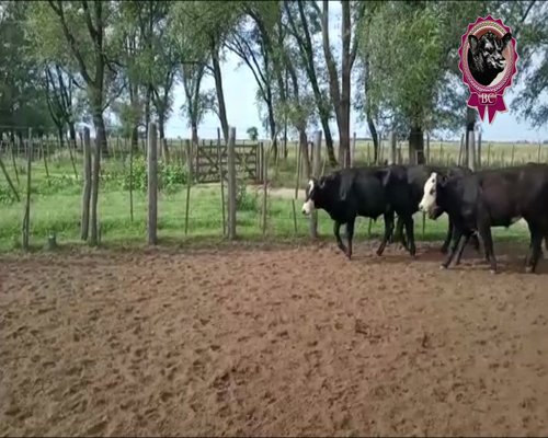 Lote 56 Novillitos de 270 Kg