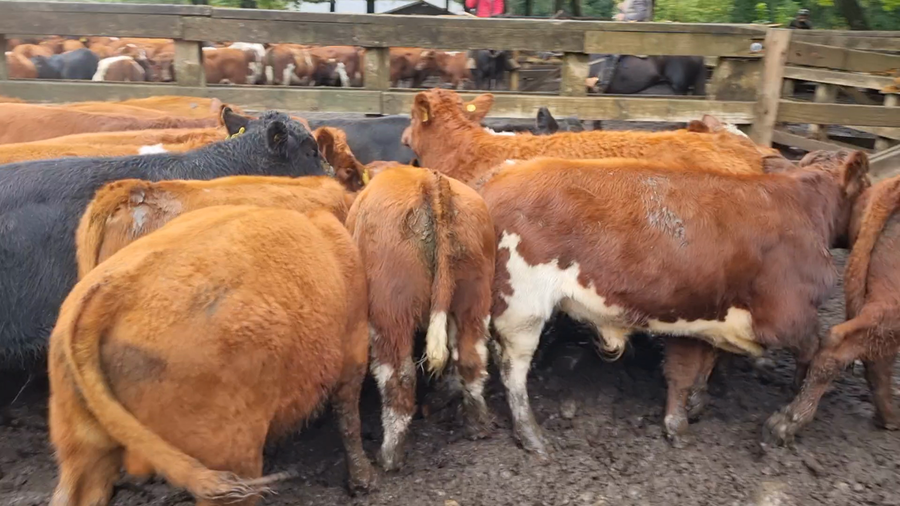 Lote 75 Ternero en Cunco, IX Región Araucanía