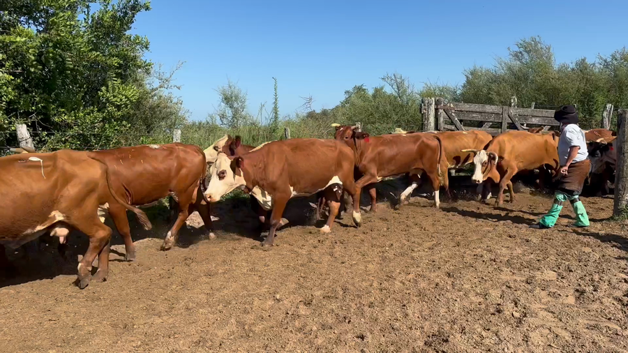 Lote 31 Vacas p/ invernar en Corrientes, Perugorría