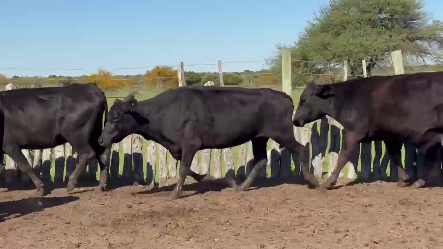 Lote 37 Vacas de invernar en Corrientes, Col. Libertad