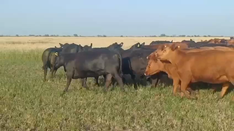 Lote 60 Vaquillonas C/ gtia de preñez