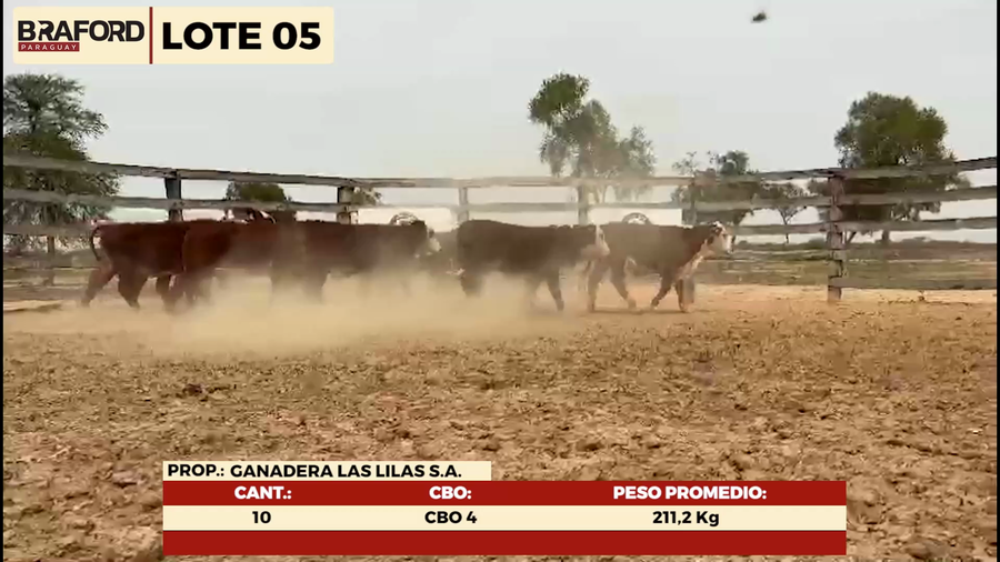 Lote LOTE 5- HEMBRAS TIPO BRAFORD