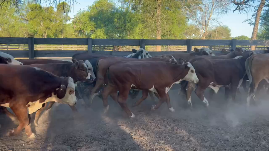 Lote 70 Novillitos en Juan José Castelli, Chaco
