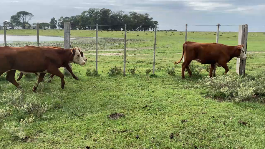 Lote 49 Vaquillonas 1 a 2 años en Treinta y Tres