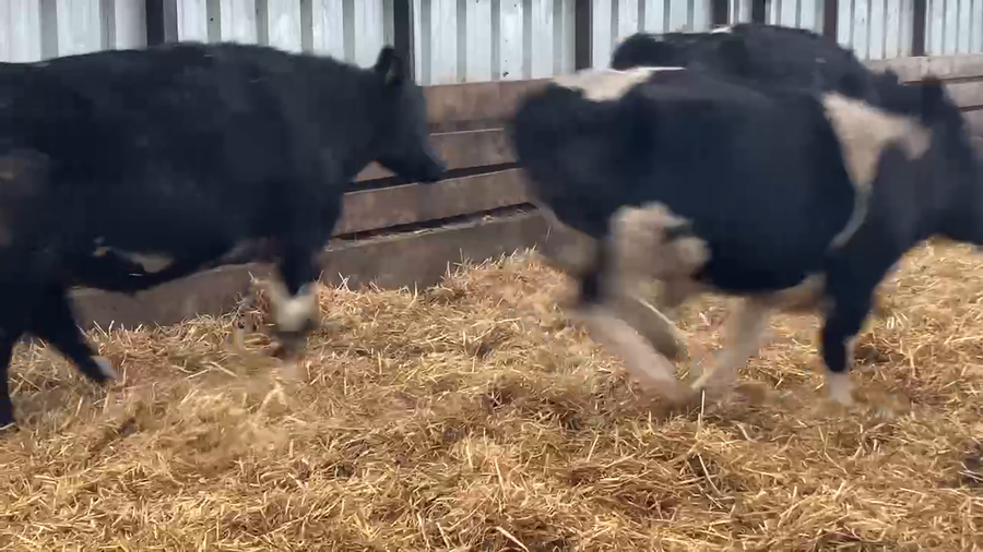 Lote 20 Novillo Gordo en XIV Región Los Ríos, Río Bueno