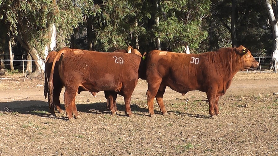 Lote TOROS PUROS CONTROLADOS COLORADOS