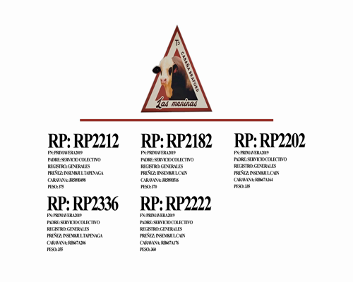 Lote Vaquillonas inseminadas Cabaña Las Meninas (25)