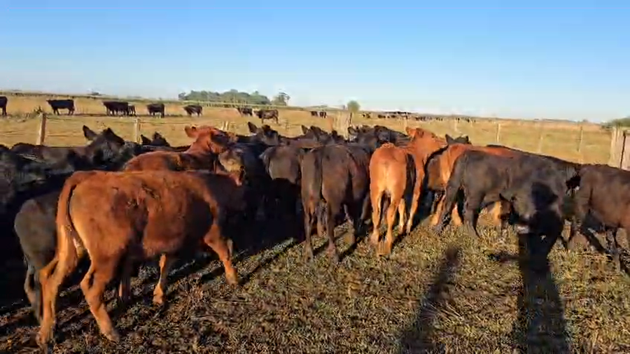 Lote 28 Terneros/as en Lezama