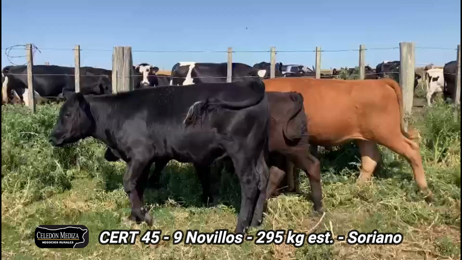 Lote 9 Novillos 1 a 2 años en Soriano
