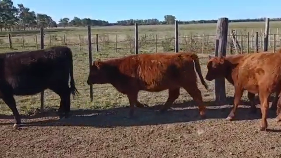 Lote 18 Terneras en La Plata, Buenos Aires