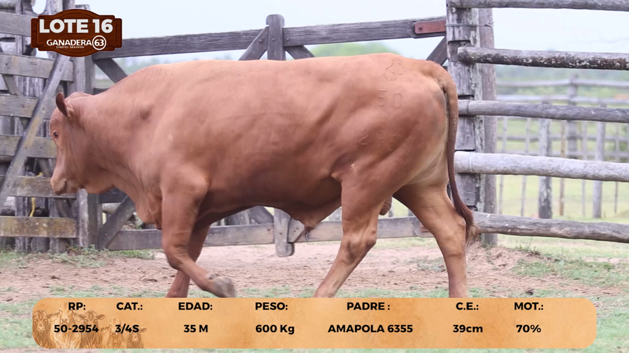 Lote LOTE 16