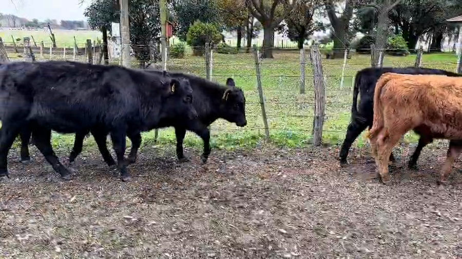Lote 18 Terneros ANGUS NEGRO Y COLORADO a remate en PRUEBA  en Ranchos sobre ruta 29 a pocos km del pueblo