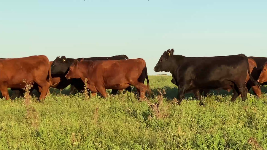 Lote 35 Novillo Exportacion UE HILTON