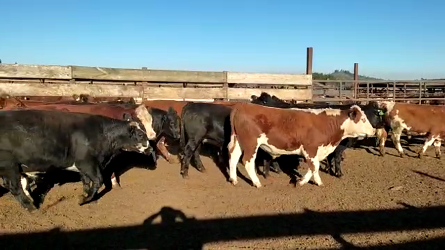 Lote 40 Novillo Gordo en Los Ángeles, VIII Región Biobío