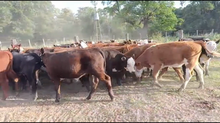 Lote 65 Terneros