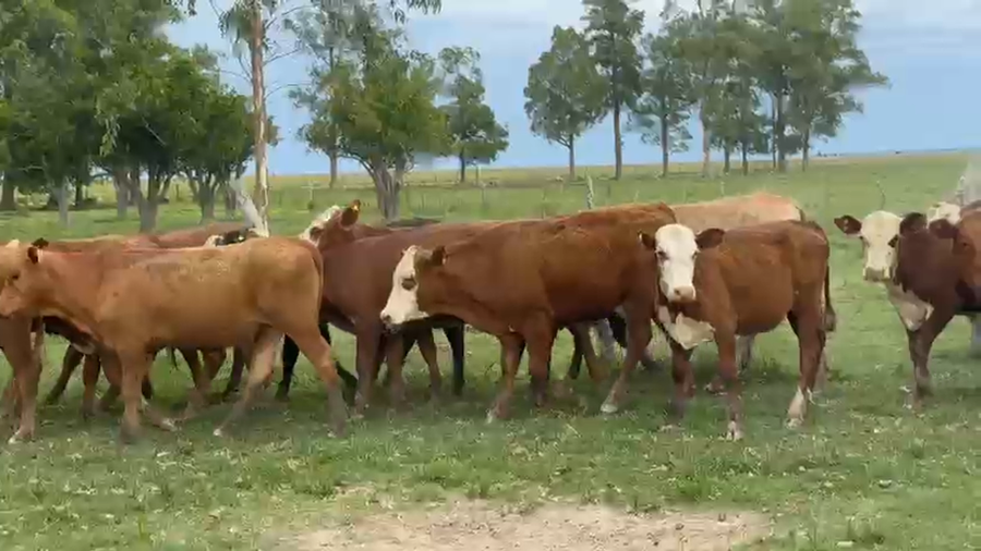 Lote 100 Terneros/as en Corrientes, Paso de Los Libres