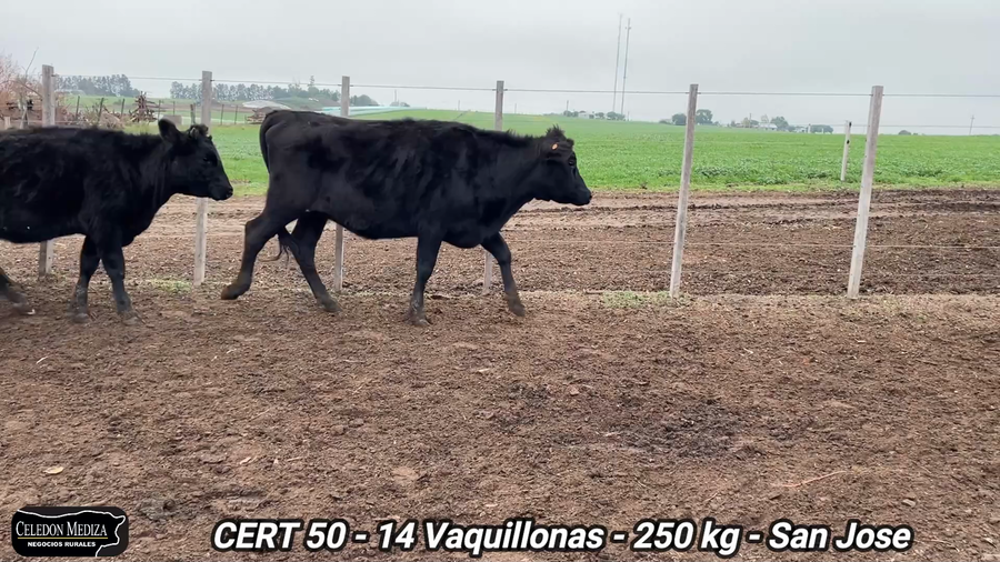 Lote 14 Vaquillonas 1 a 2 años en San José