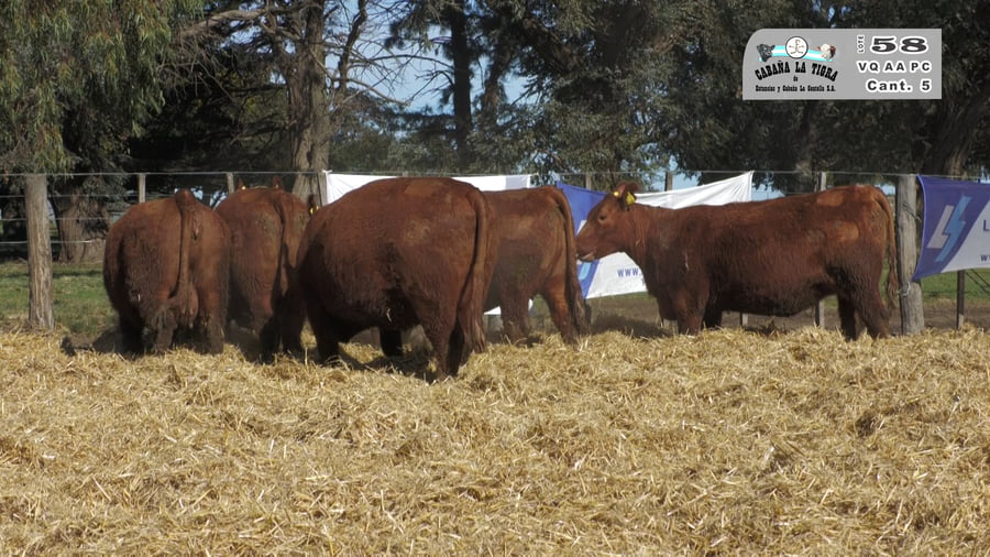 Lote VAQUILLONAS  PC  PARICION PRIMAVERA