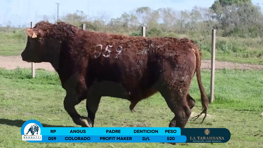 Lote Toro