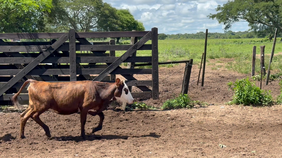 Lote 100 Terneros/as en Corrientes, San Cosme