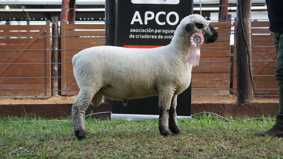 Lote Hampshire Down Expo Internacional 2022 - Lote 6