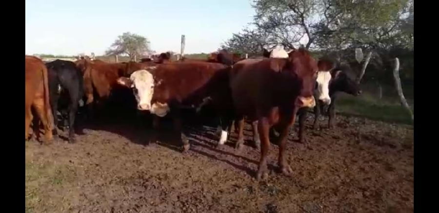 Lote 40 Novillos en Villaguay, Entre Ríos