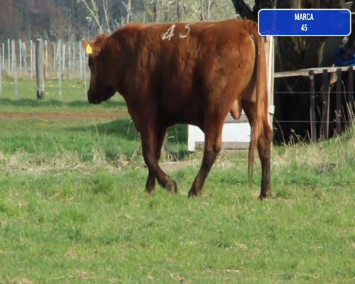 Lote 1 Toro en Coyhaique, XI Región Aysén