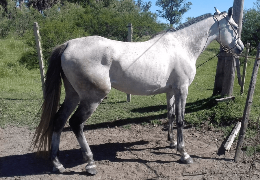 Lote ANGLO ARABES DEPORTIVOS