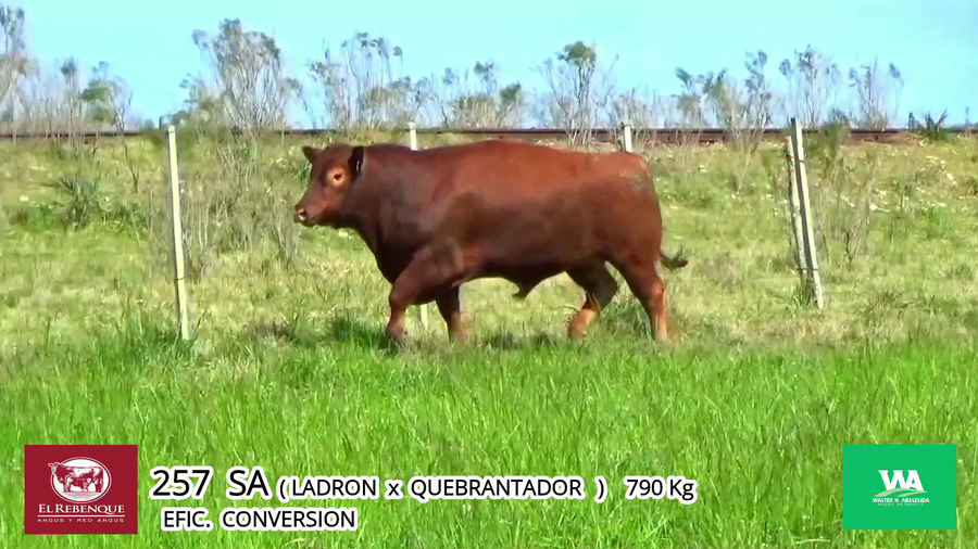 Lote Toros a remate en Angus el Rebenque  en Asociación Rural de Florida