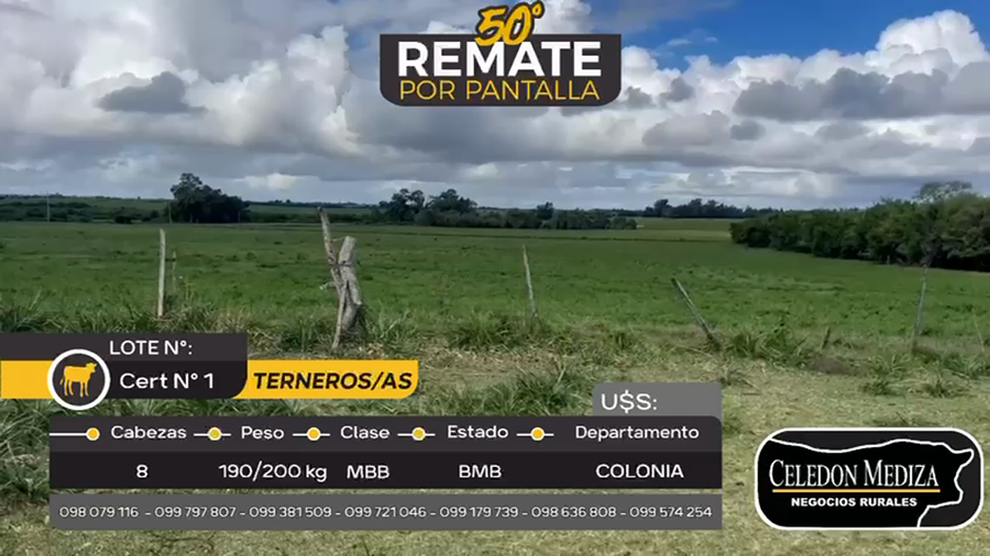 Lote 8 Terneros y Terneras en Juan González, Colonia