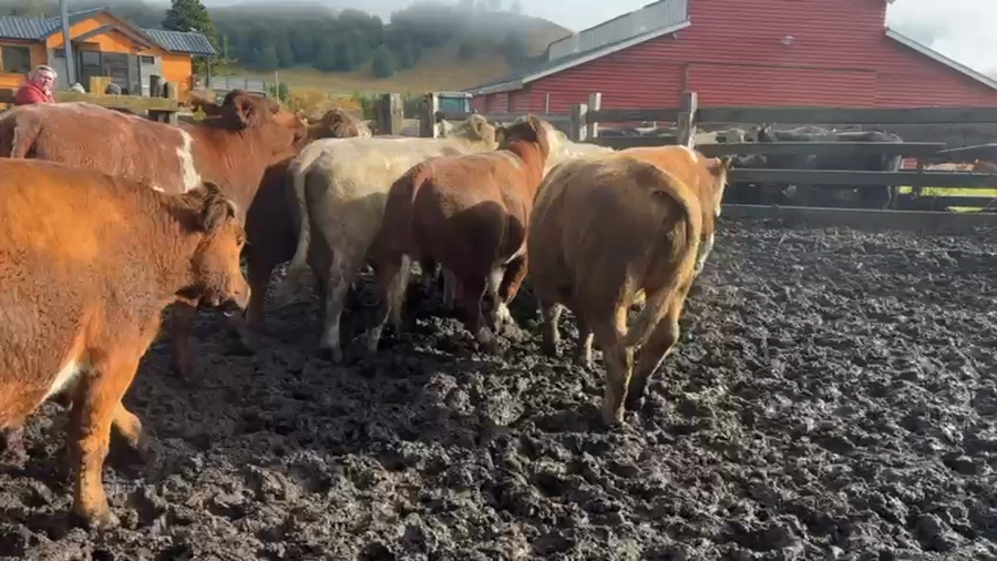 Lote 26 Novillo Engorda en Coyhaique, XI Región Aysén
