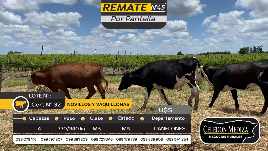 Lote 4 Novillos y vaquillonas 1 a 2 años en Parador Tajes, Canelones