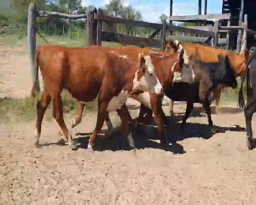 Lote 49 Vaquillonas en Villa Paranacito, Entre Ríos