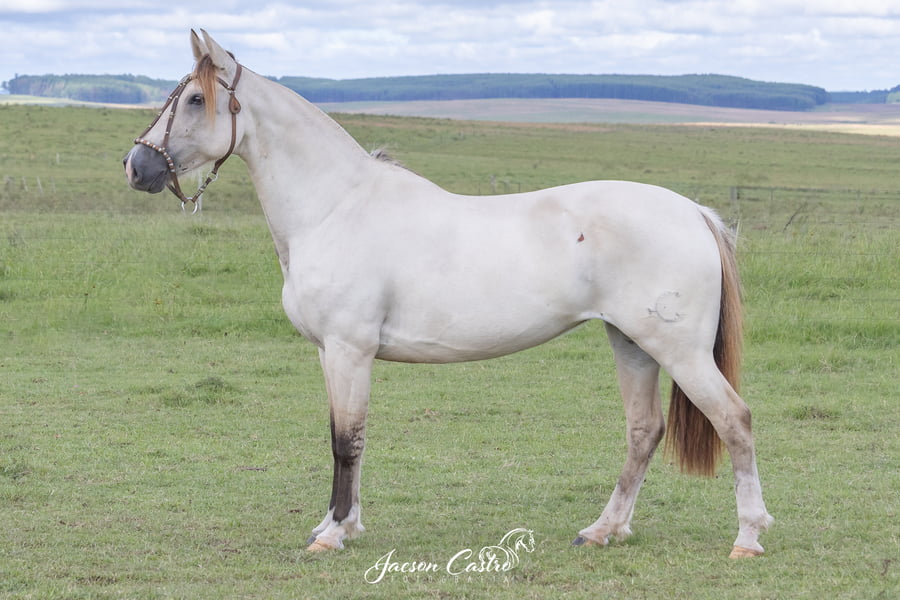 Lote Flor De Liz De Los Recuerdos