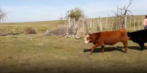 Lote 32 Terneros en Durazno